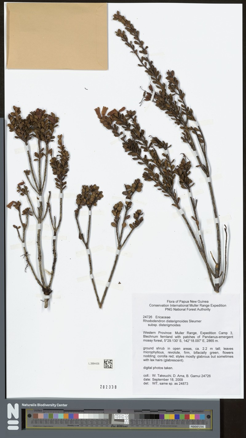Rhododendron disterigmoides subsp. disterigmoides