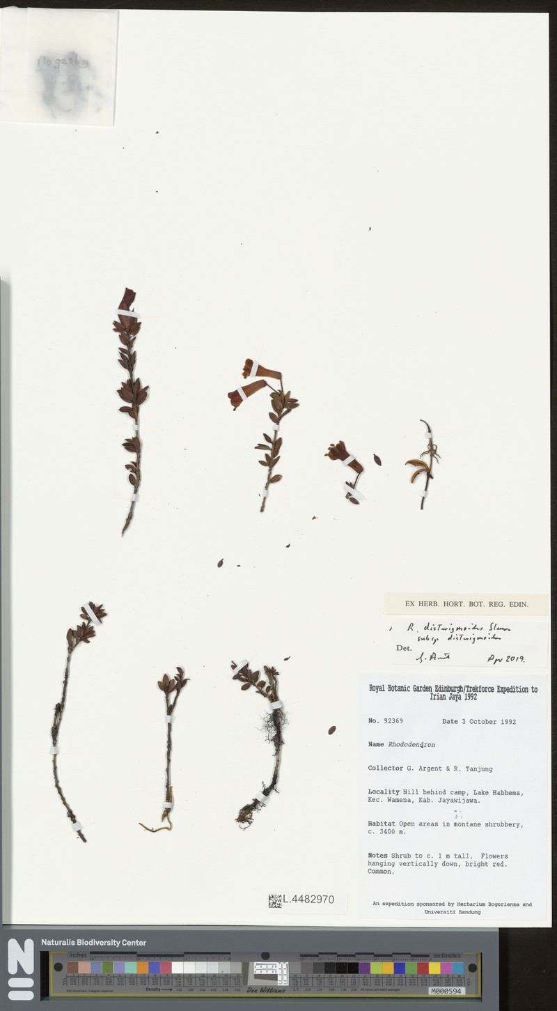 Rhododendron disterigmoides subsp. disterigmoides photo 3