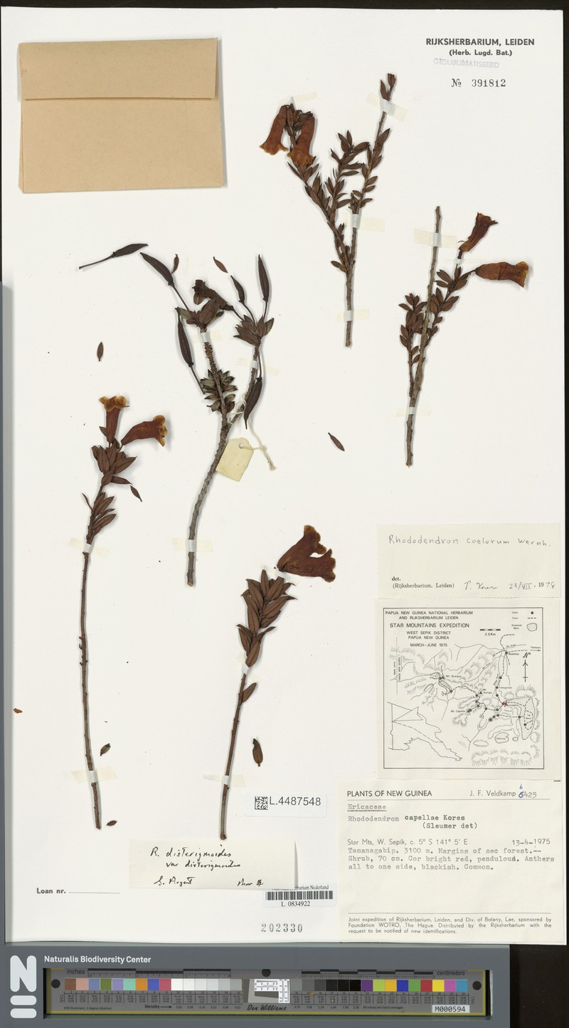 Rhododendron disterigmoides subsp. disterigmoides photo 4