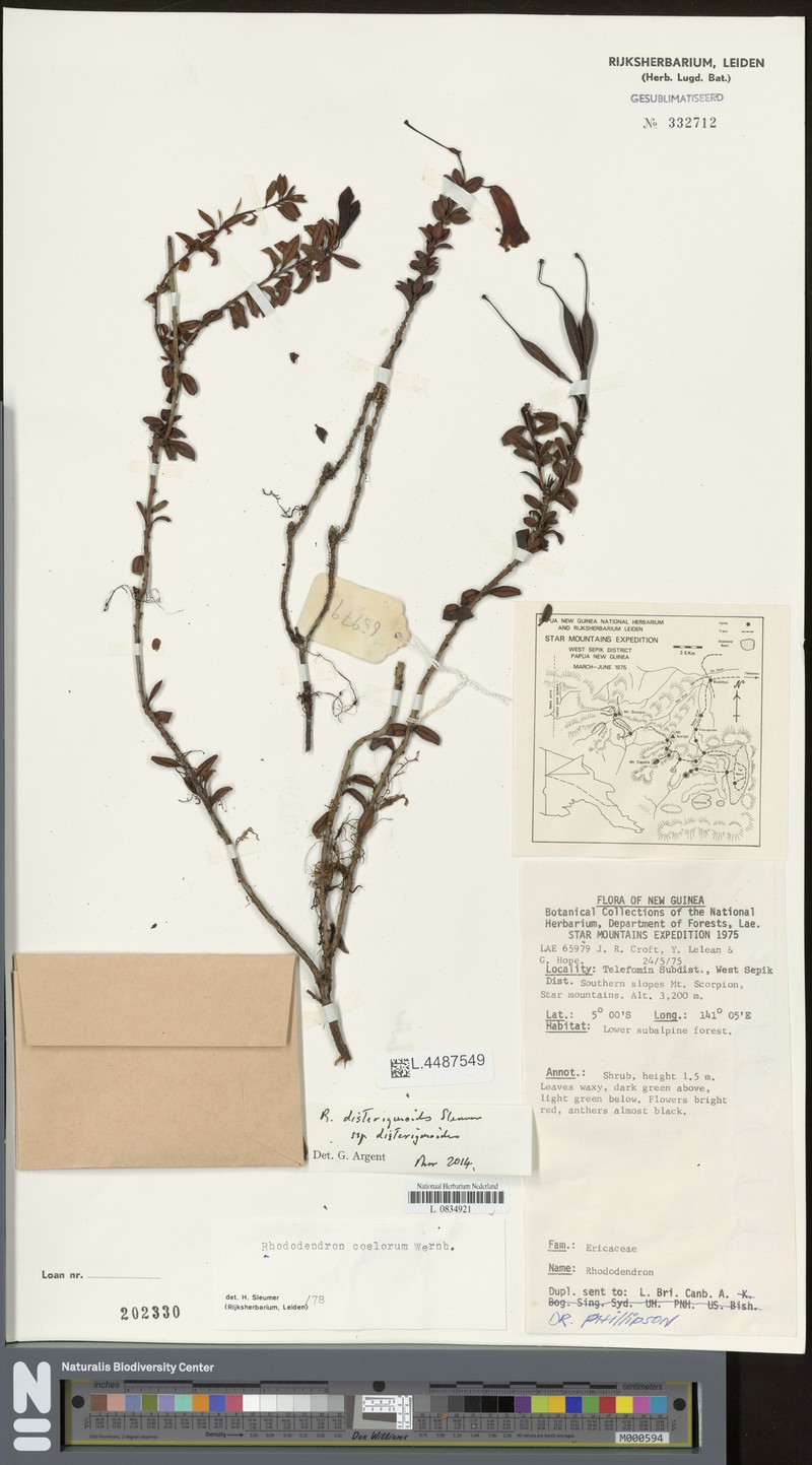 Rhododendron disterigmoides subsp. disterigmoides photo 5