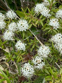 Rhododendron diversipilosum