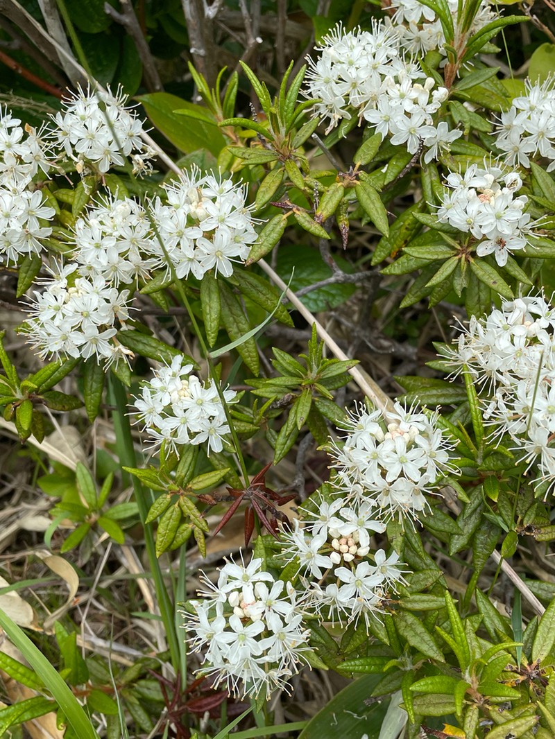 Rhododendron diversipilosum