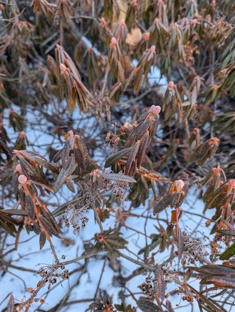 Rhododendron diversipilosum photo 2