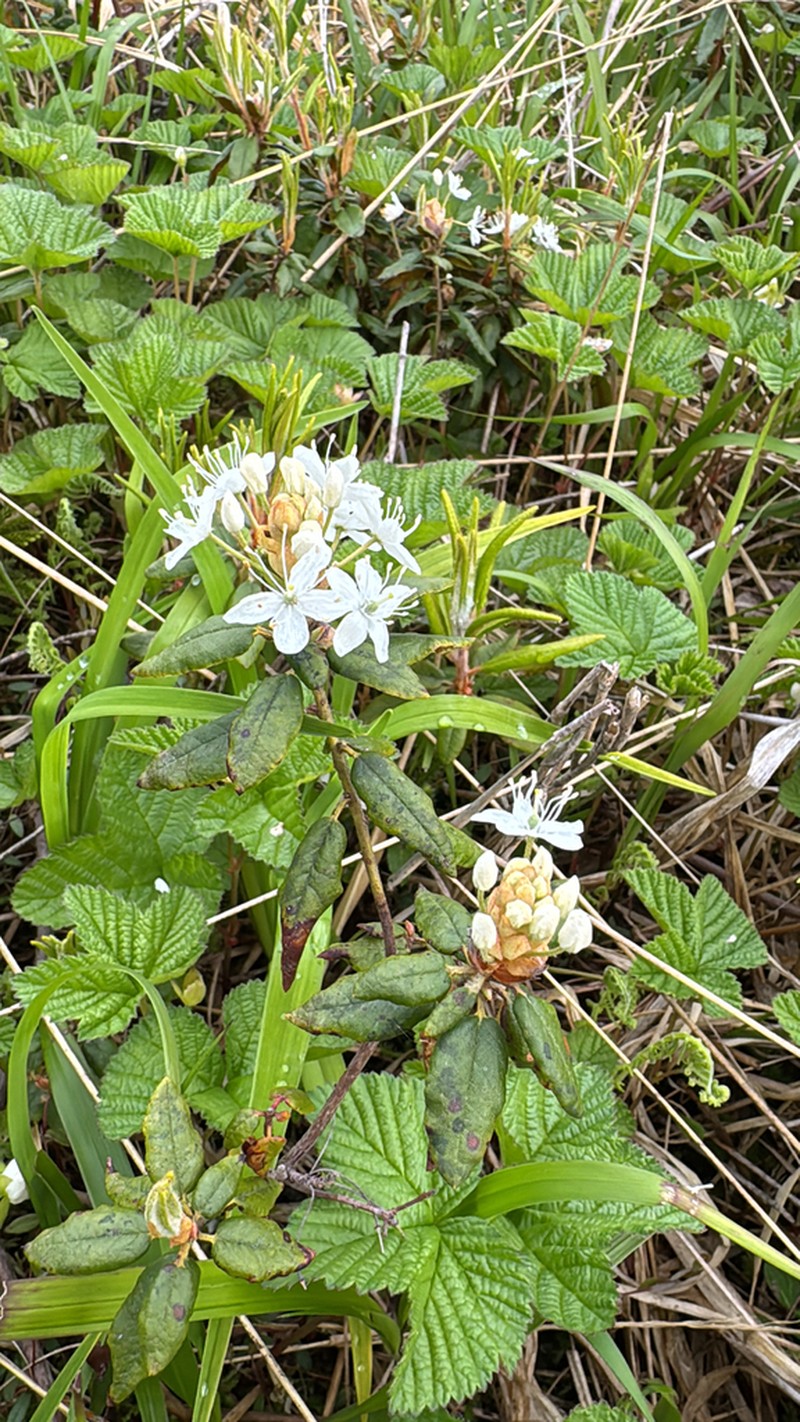 Rhododendron diversipilosum photo 3