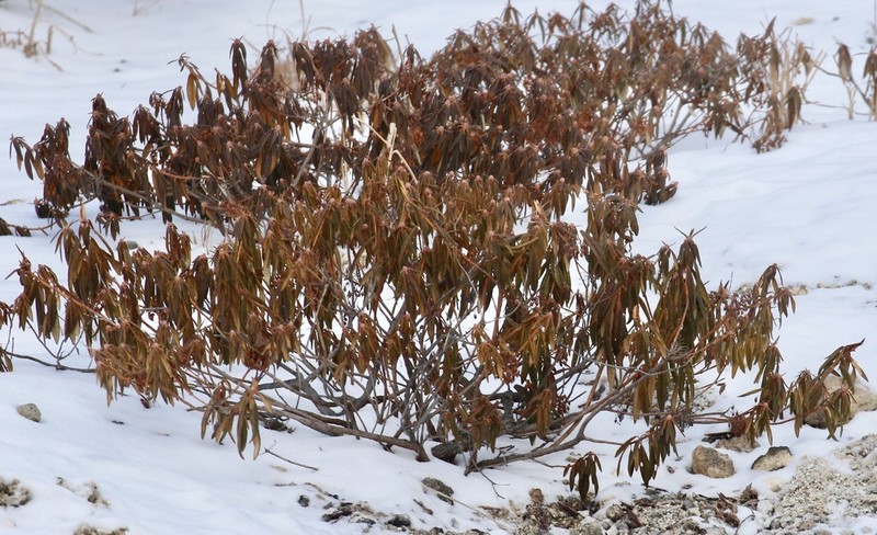 Rhododendron diversipilosum photo 4