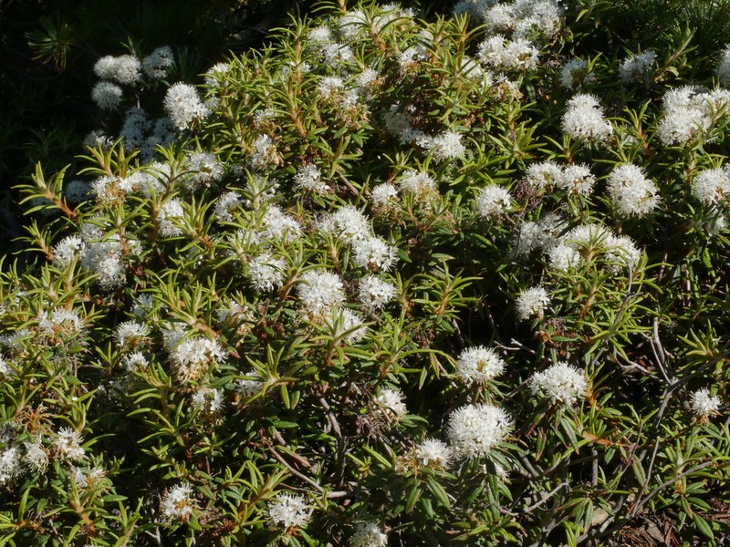 Rhododendron diversipilosum photo 5