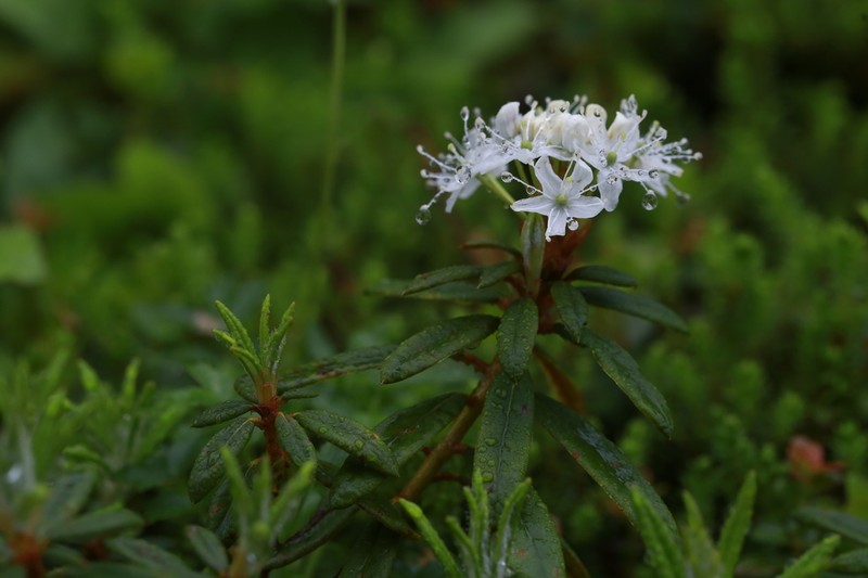Rhododendron diversipilosum photo 6