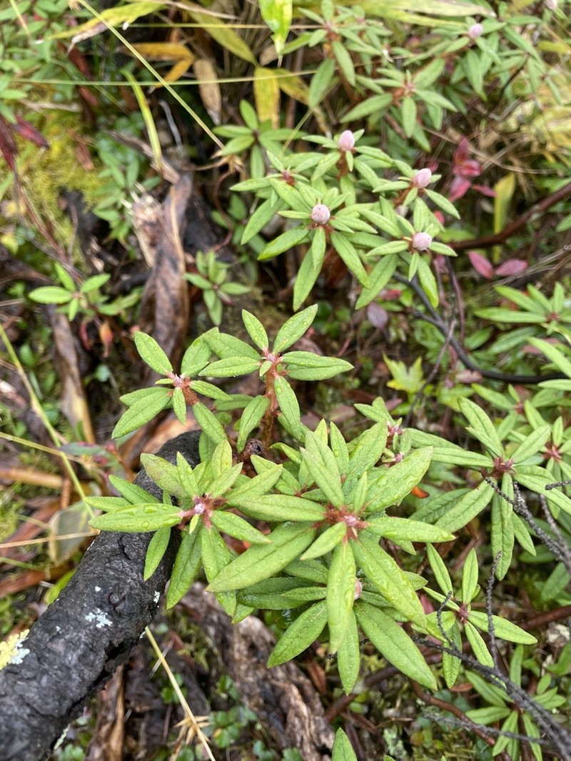 Rhododendron diversipilosum photo 7