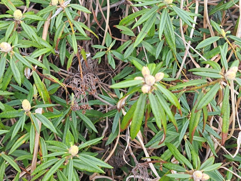 Rhododendron diversipilosum photo 8
