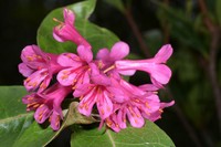 Rhododendron durionifolium