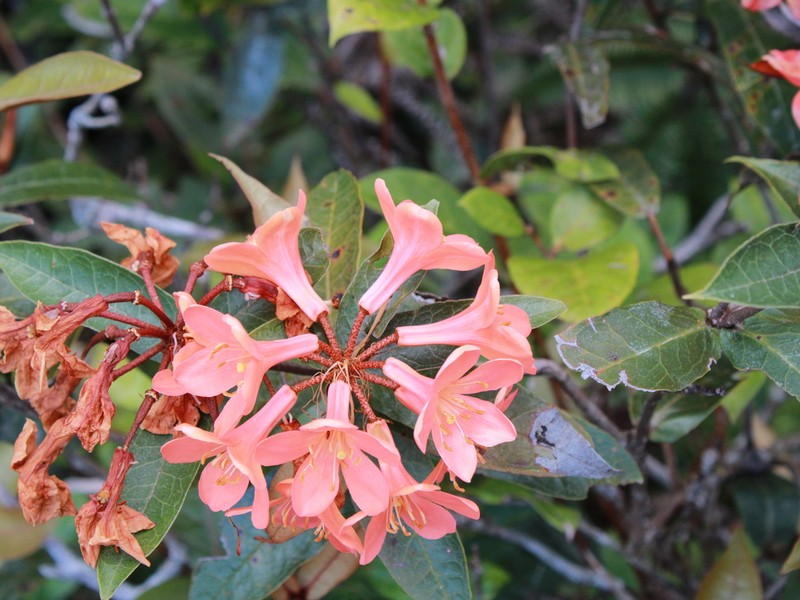 Rhododendron durionifolium photo 2