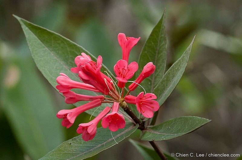 Rhododendron durionifolium photo 3