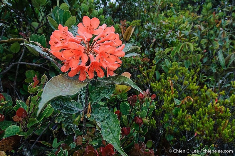 Rhododendron durionifolium photo 4