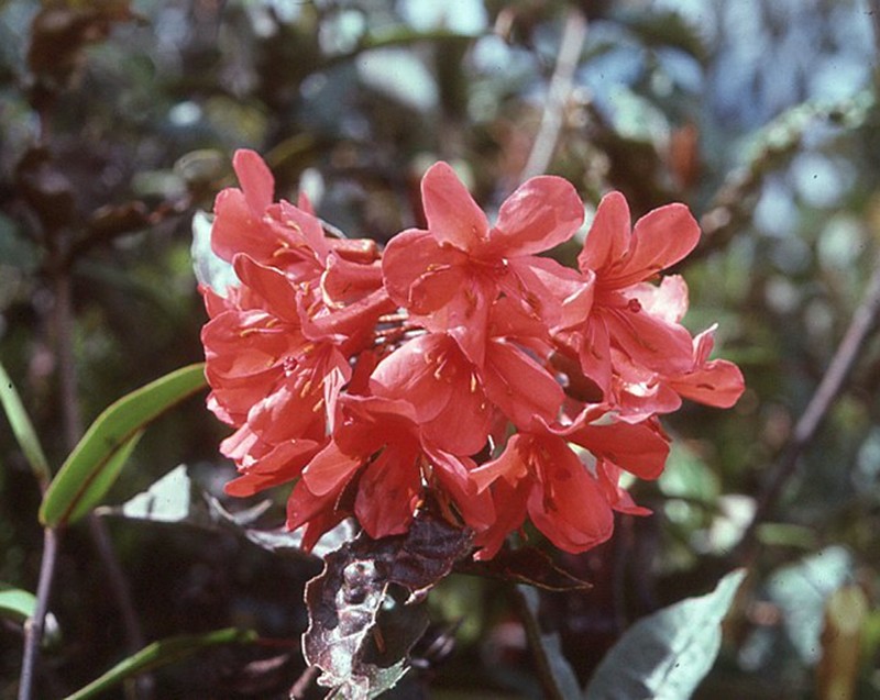 Rhododendron durionifolium photo 5