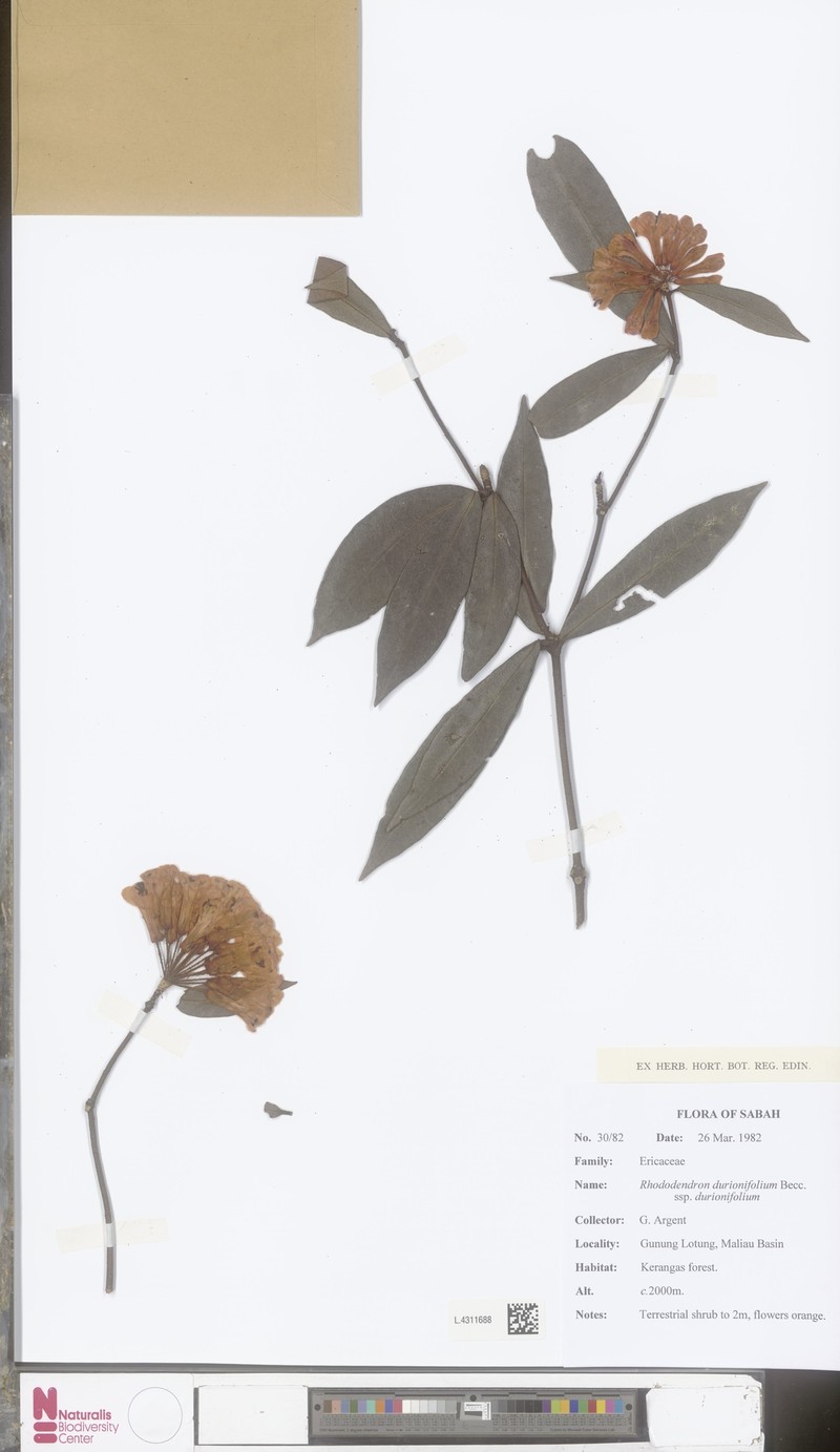 Rhododendron durionifolium subsp. durionifolium photo 2