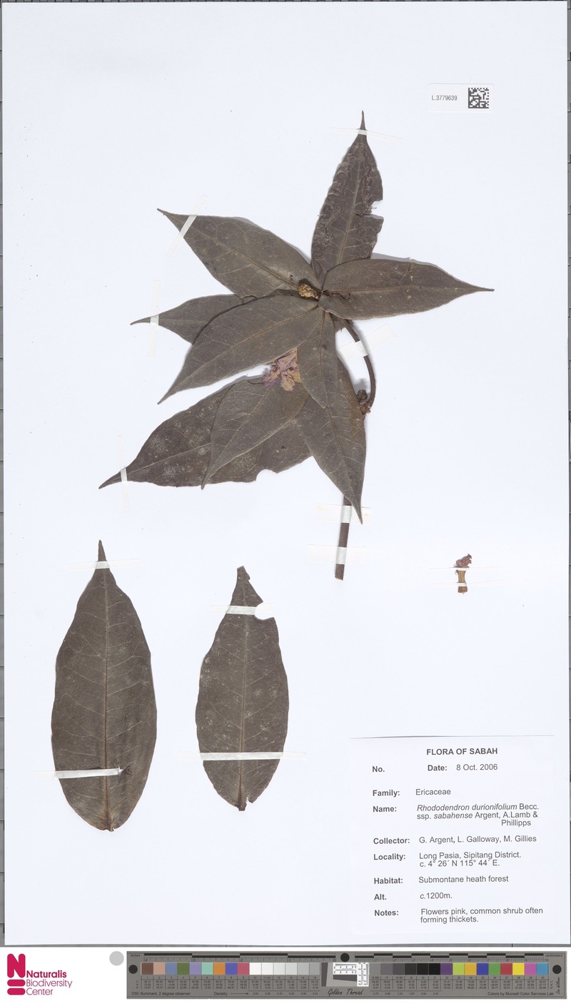 Rhododendron durionifolium subsp. sabahense photo 2