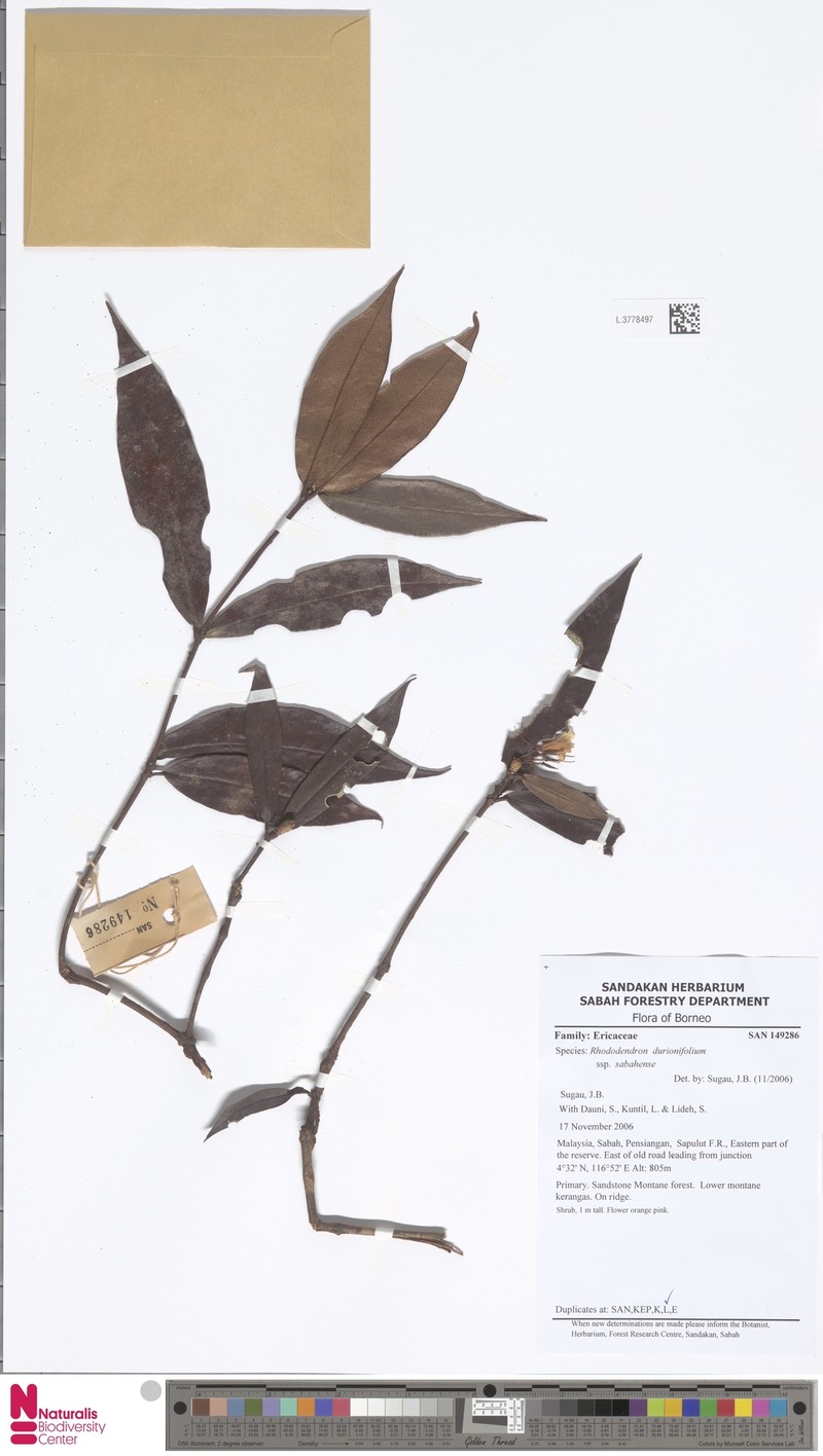Rhododendron durionifolium subsp. sabahense photo 3