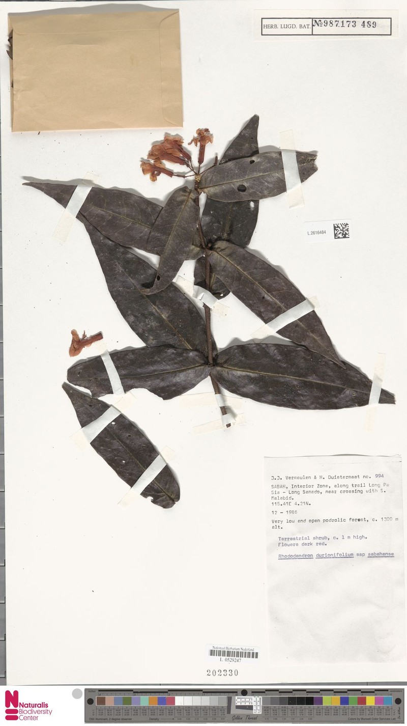 Rhododendron durionifolium subsp. sabahense photo 4