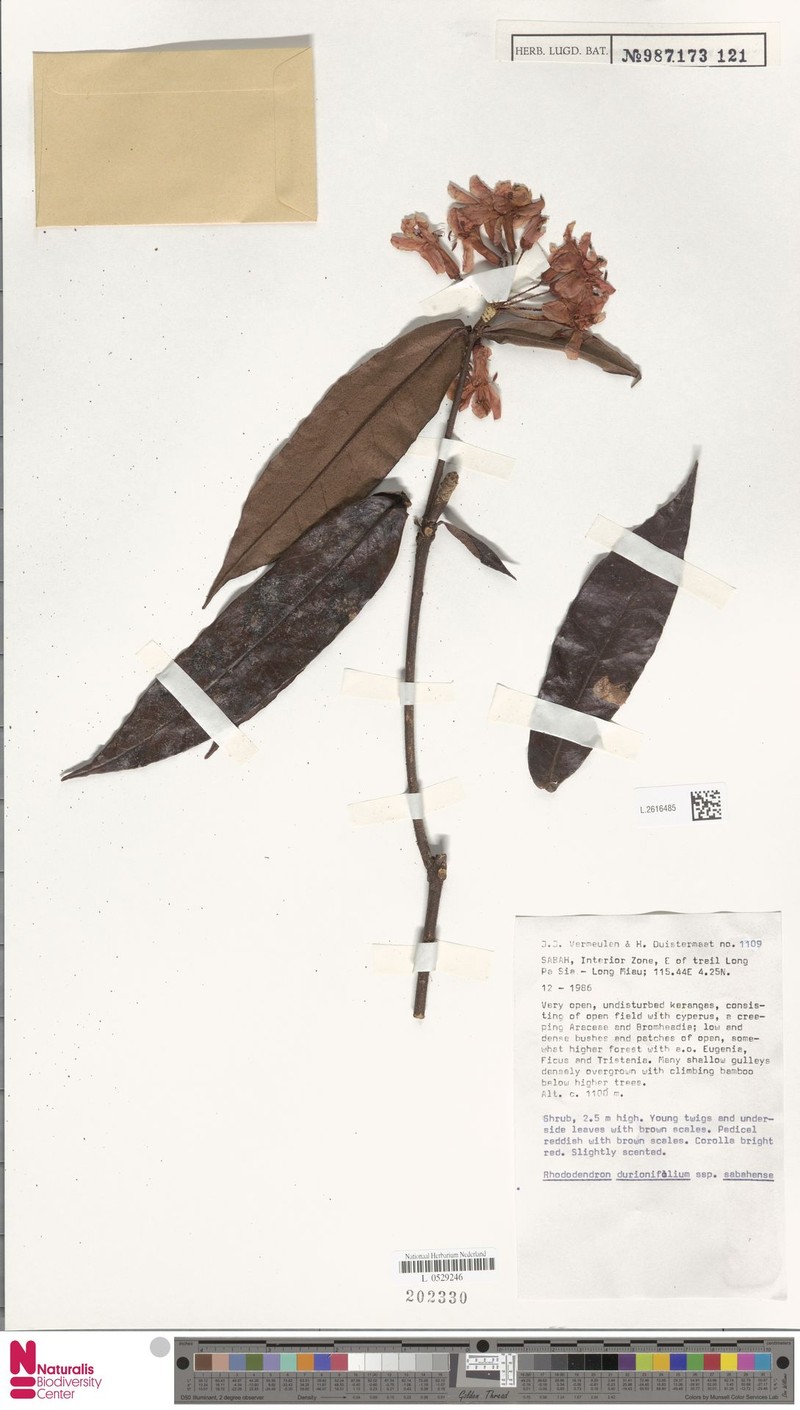 Rhododendron durionifolium subsp. sabahense photo 5