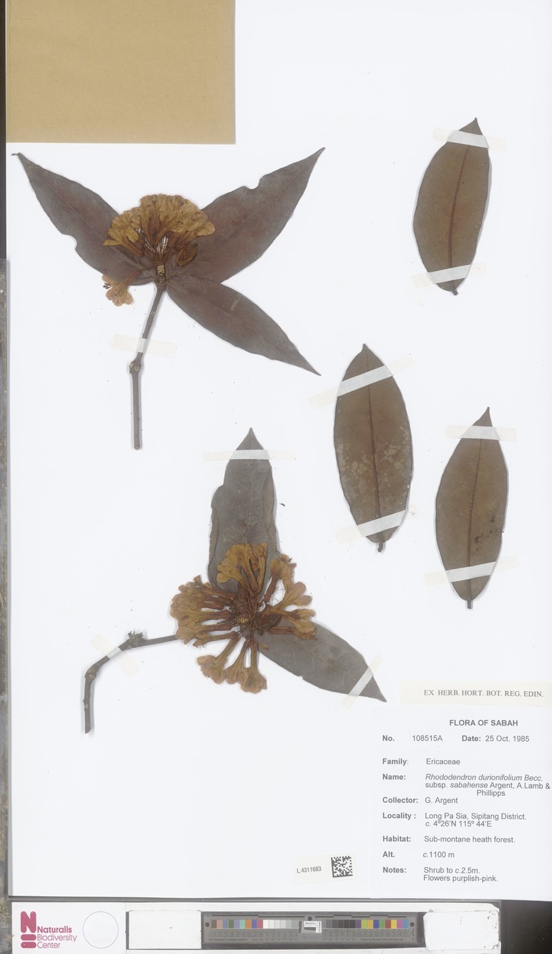 Rhododendron durionifolium subsp. sabahense photo 6