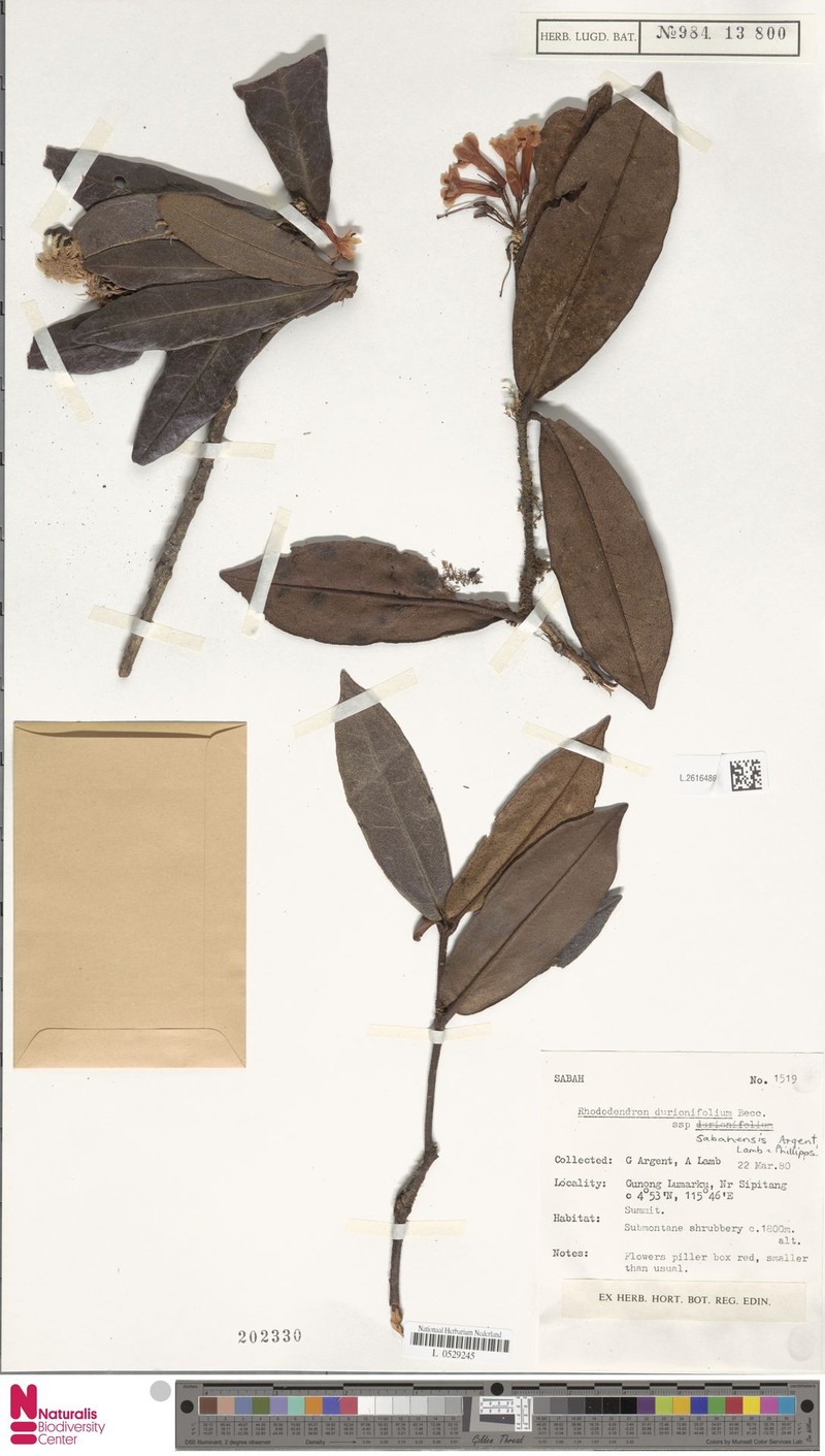 Rhododendron durionifolium subsp. sabahense photo 7