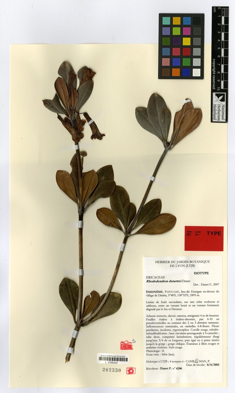 Rhododendron dutartrei