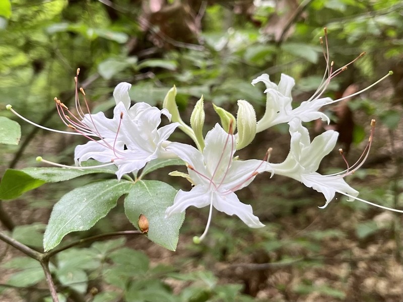 Santee Azalea
