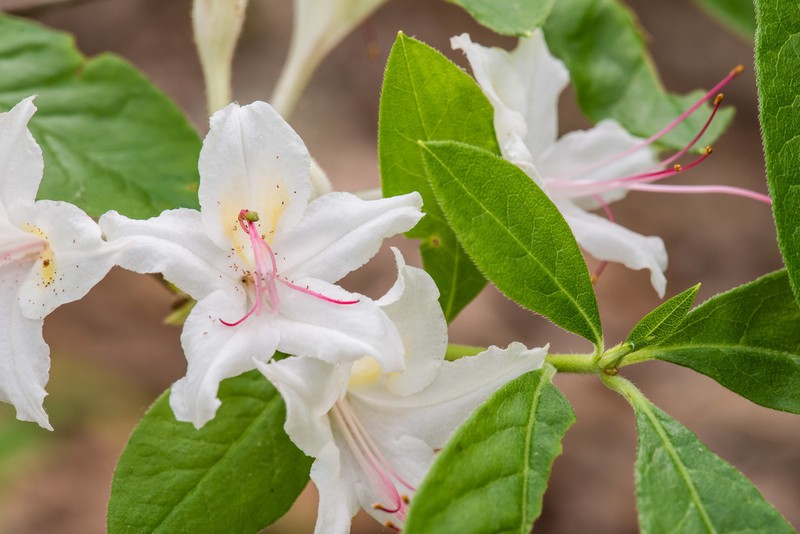 Santee Azalea photo 2