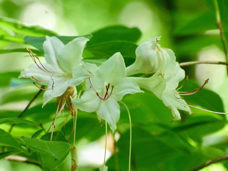Santee Azalea photo 3
