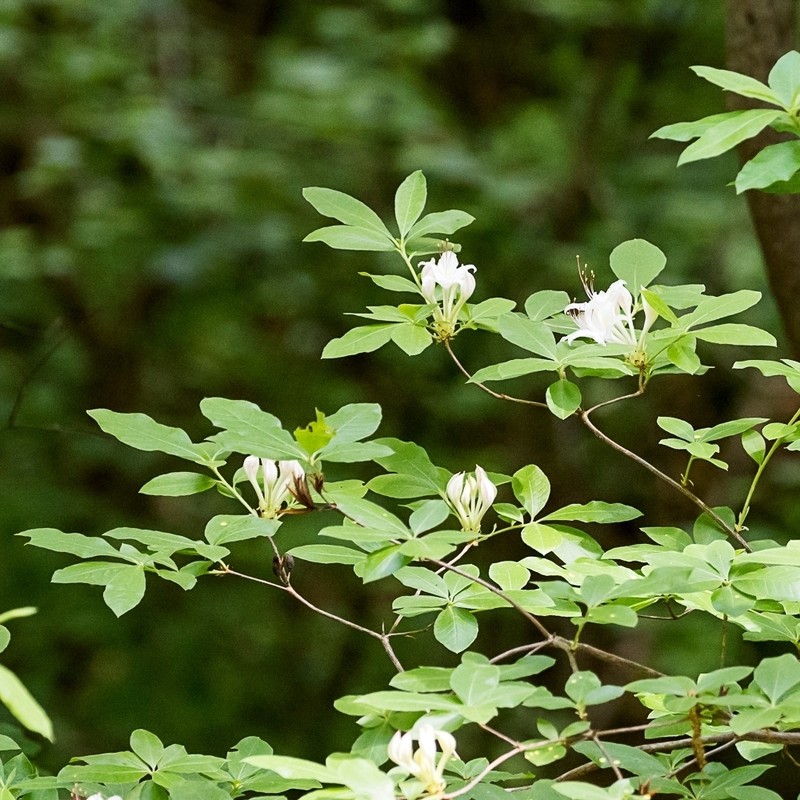 Santee Azalea photo 4