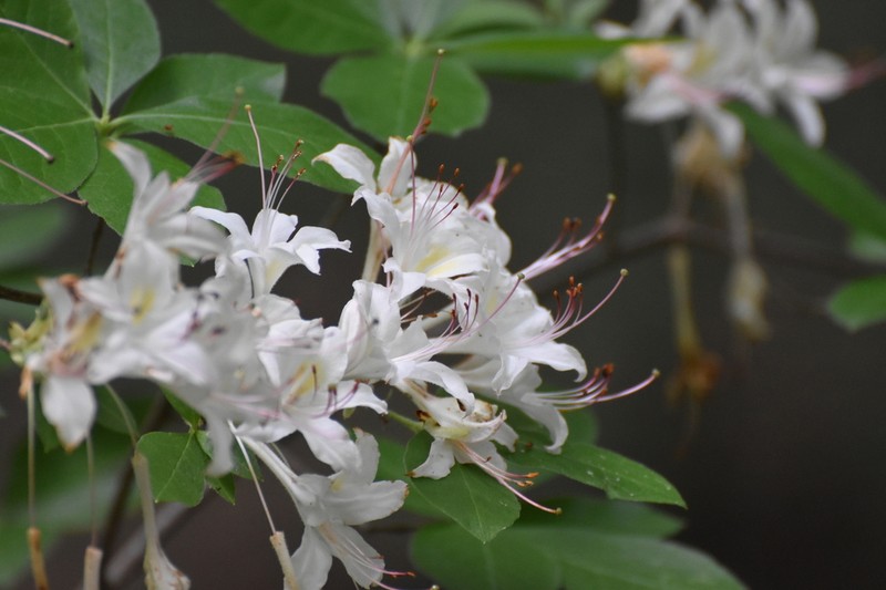 Santee Azalea photo 5