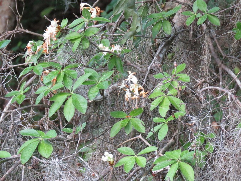 Santee Azalea photo 6