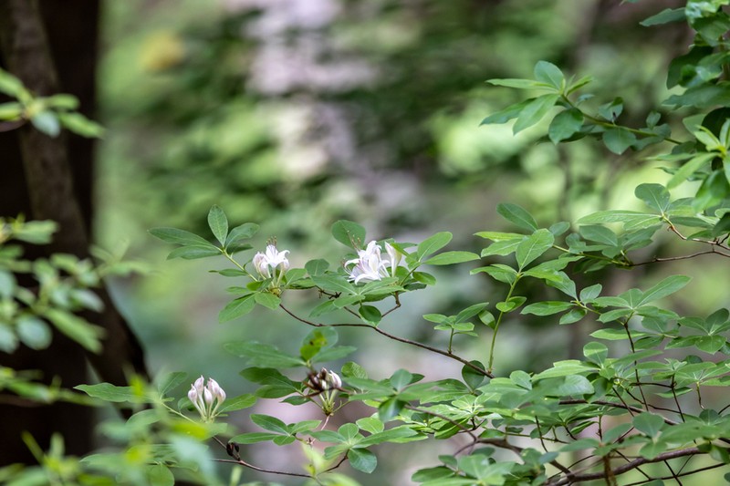 Santee Azalea photo 7