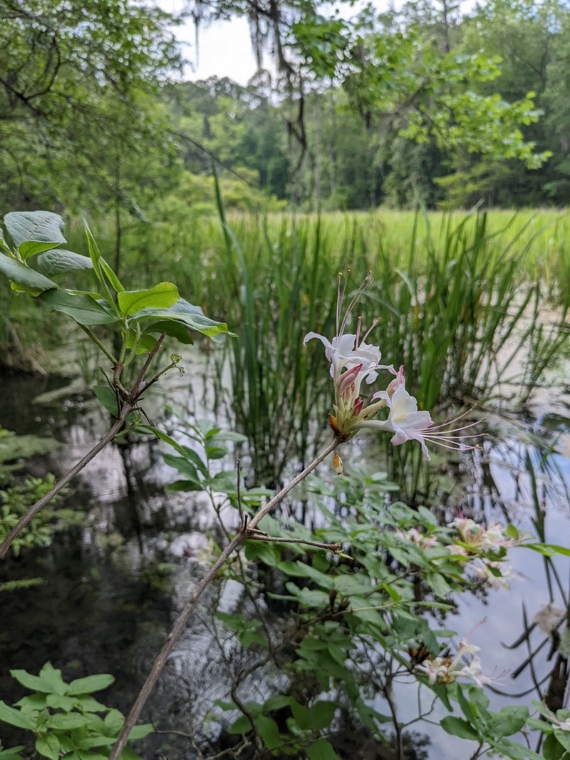 Santee Azalea photo 8