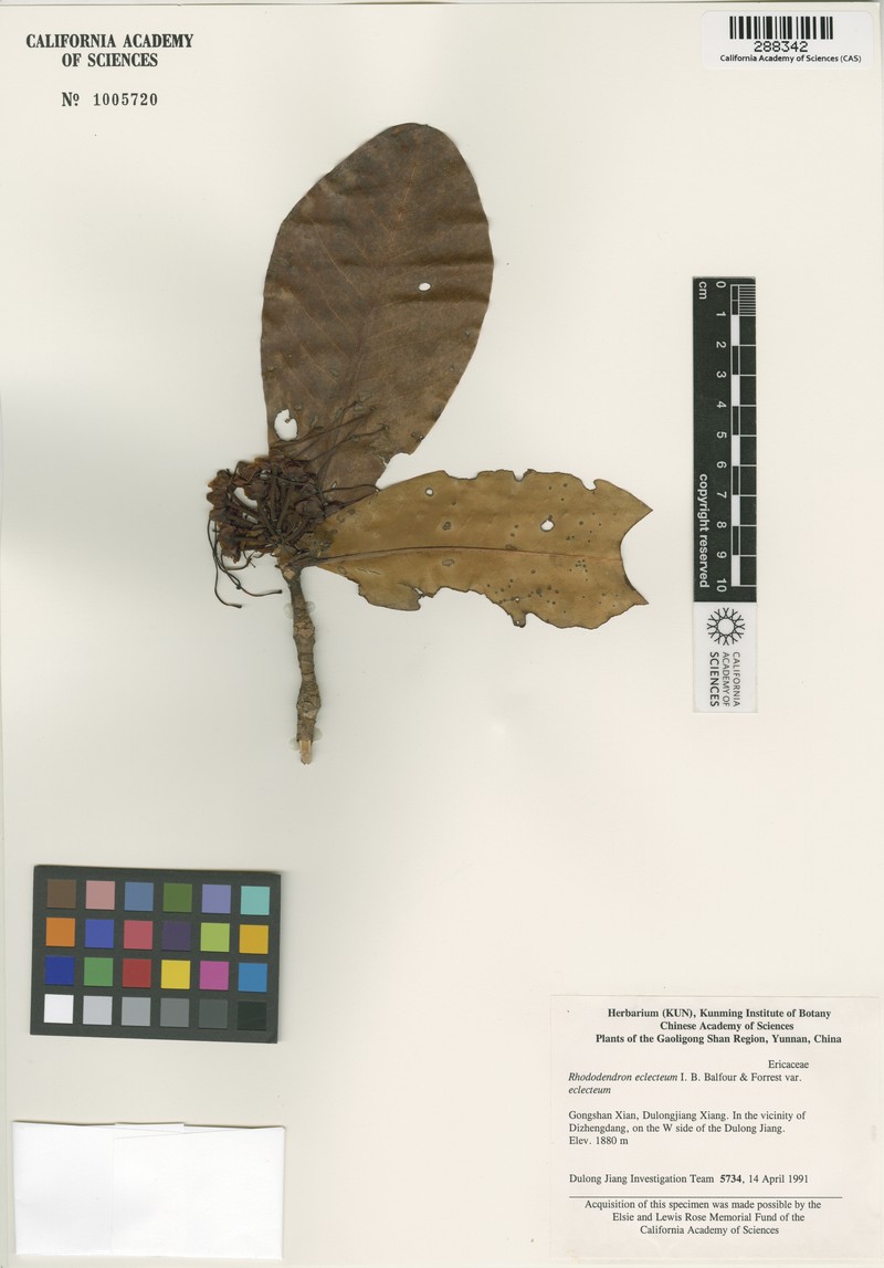 Rhododendron eclecteum
