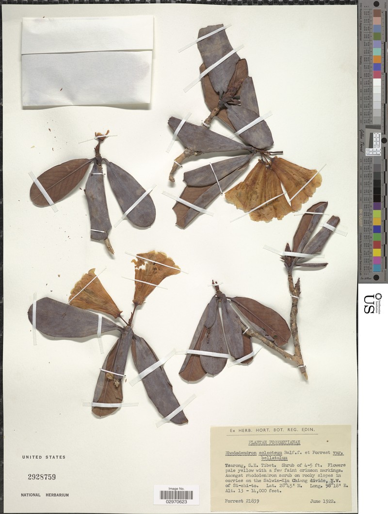 Rhododendron eclecteum var. bellatulum