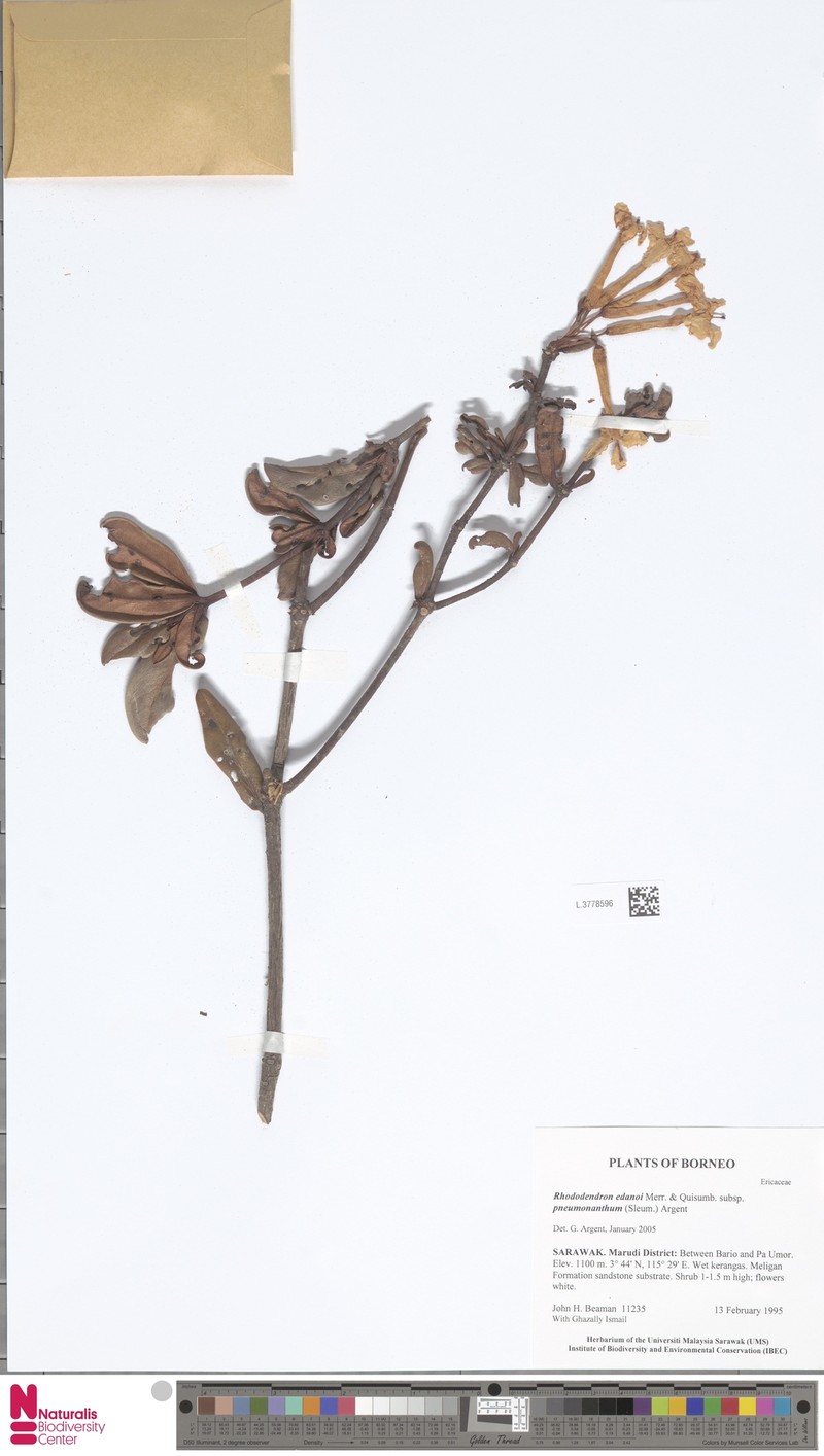 Rhododendron edanoi