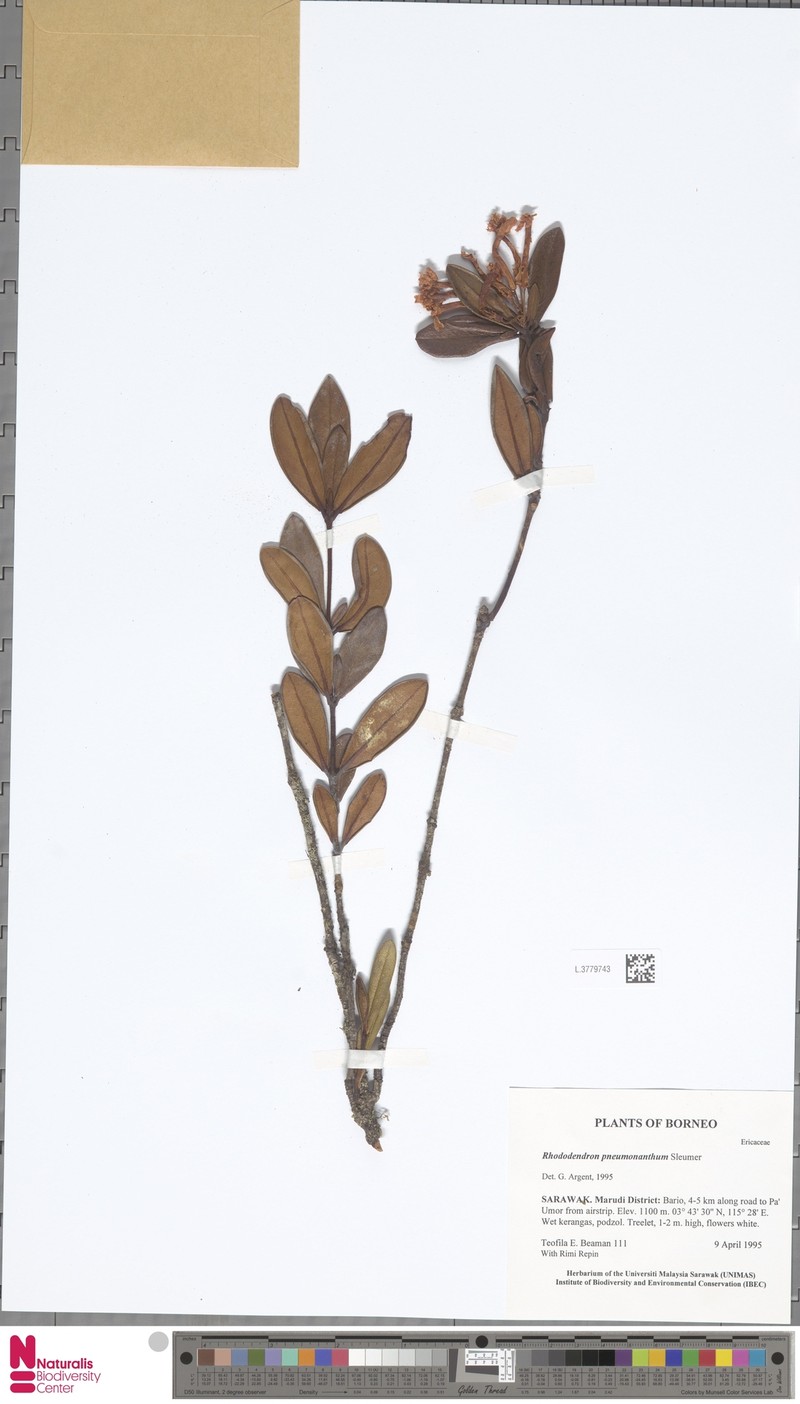 Rhododendron edanoi photo 3