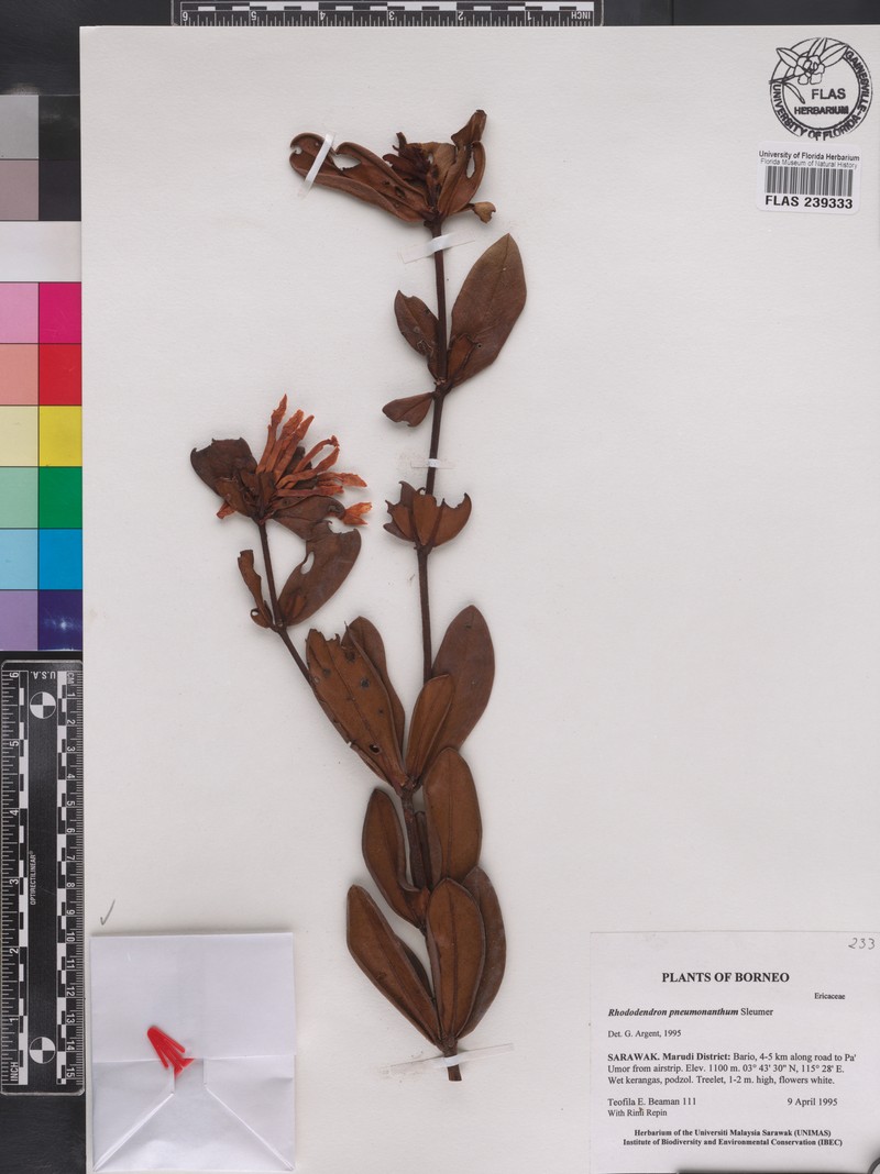 Rhododendron edanoi photo 5
