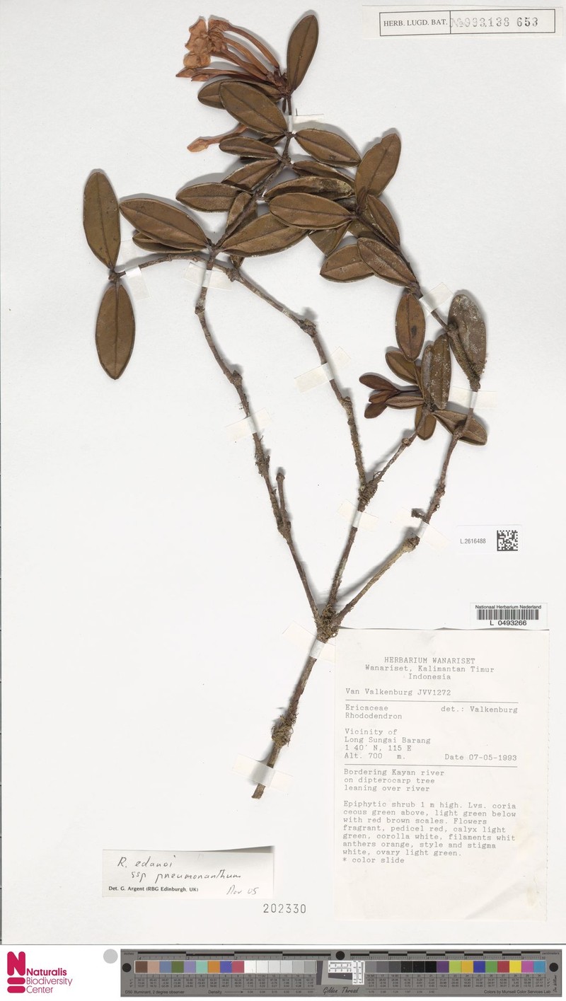 Rhododendron edanoi subsp. pneumonanthum photo 4