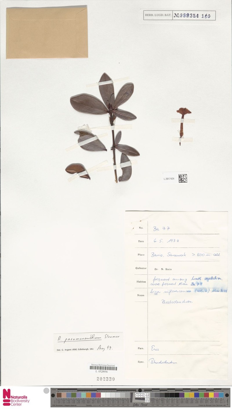 Rhododendron edanoi subsp. pneumonanthum photo 5