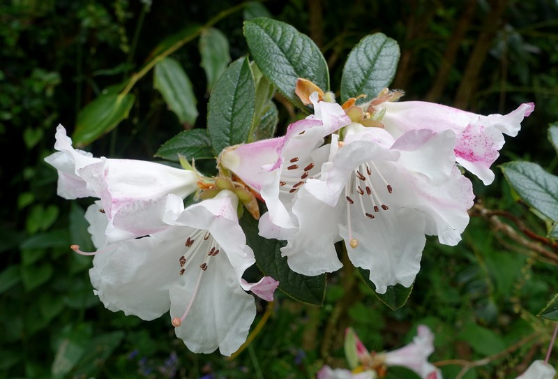 Rhododendron edgeworthii