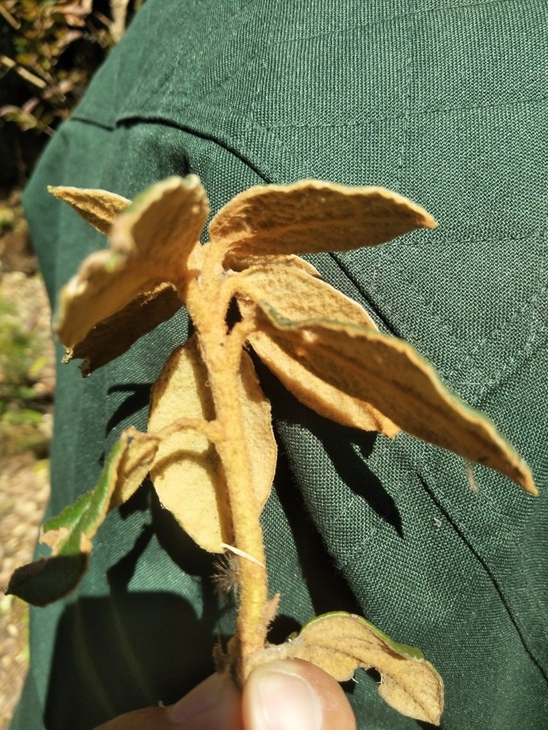 Rhododendron edgeworthii photo 2