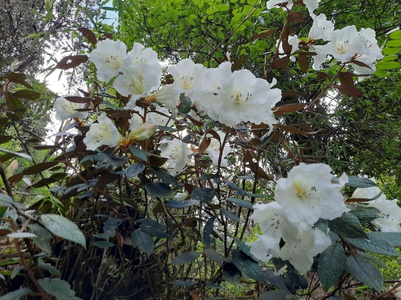 Rhododendron edgeworthii photo 3