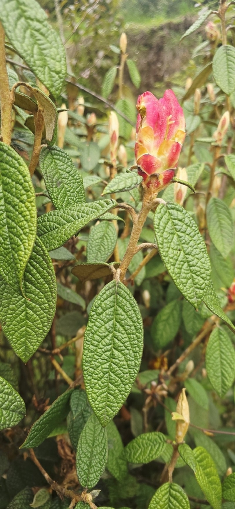 Rhododendron edgeworthii photo 4