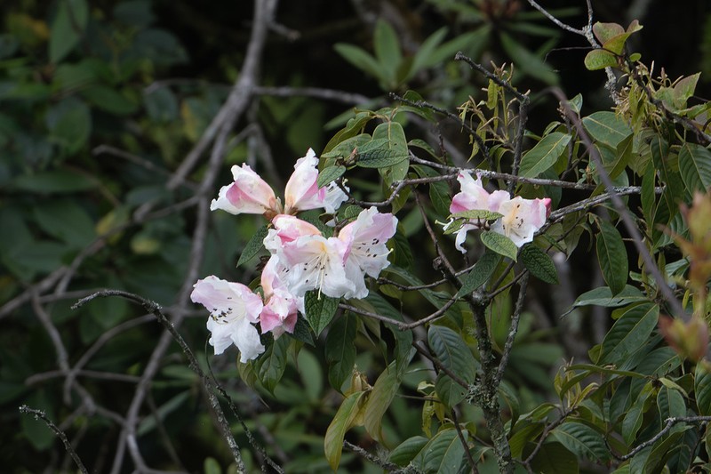 Rhododendron edgeworthii photo 5