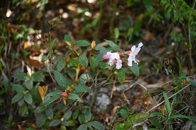 Rhododendron edgeworthii photo 6
