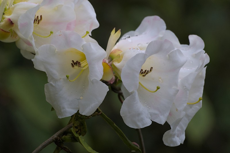 Rhododendron edgeworthii photo 7