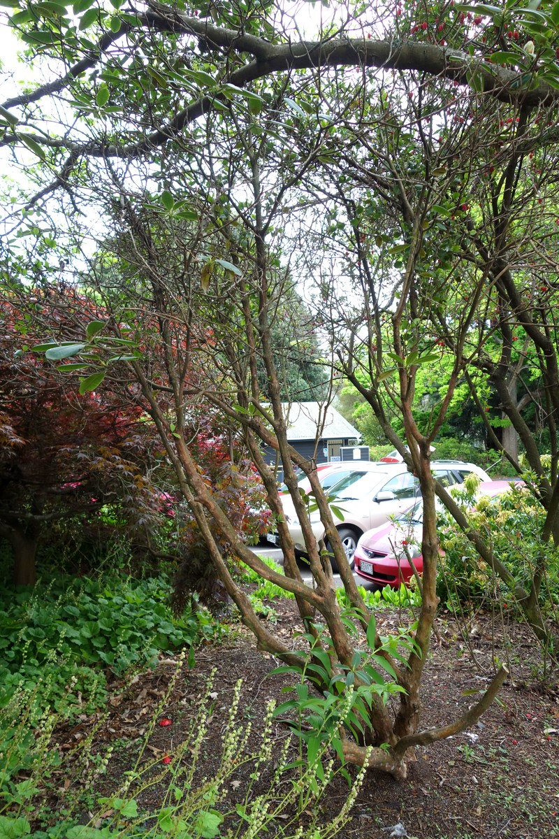 Rhododendron elliottii
