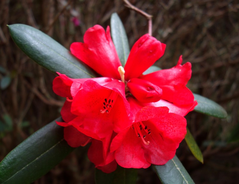 Rhododendron elliottii photo 2